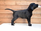 Flat Coated Retriever